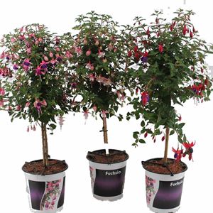 Bild von KP19 Fuchsia stam "Actie" div Stam